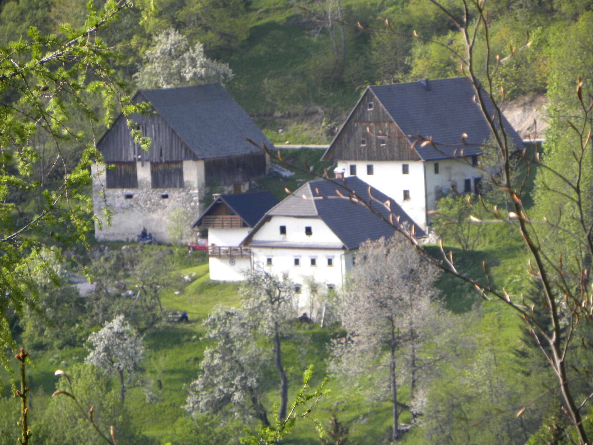 Sadno drevje je zacvetelo